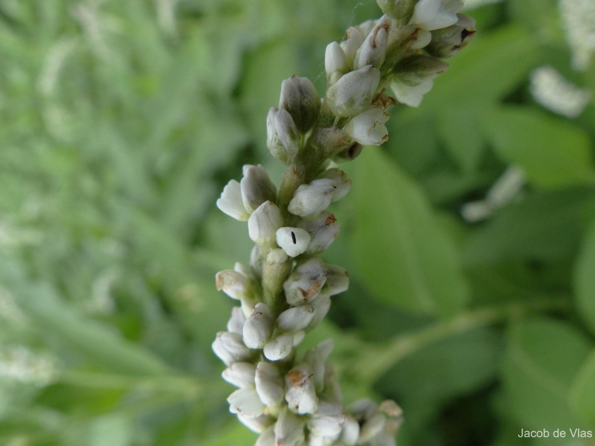 Persicaria orientalis (L.) Spach